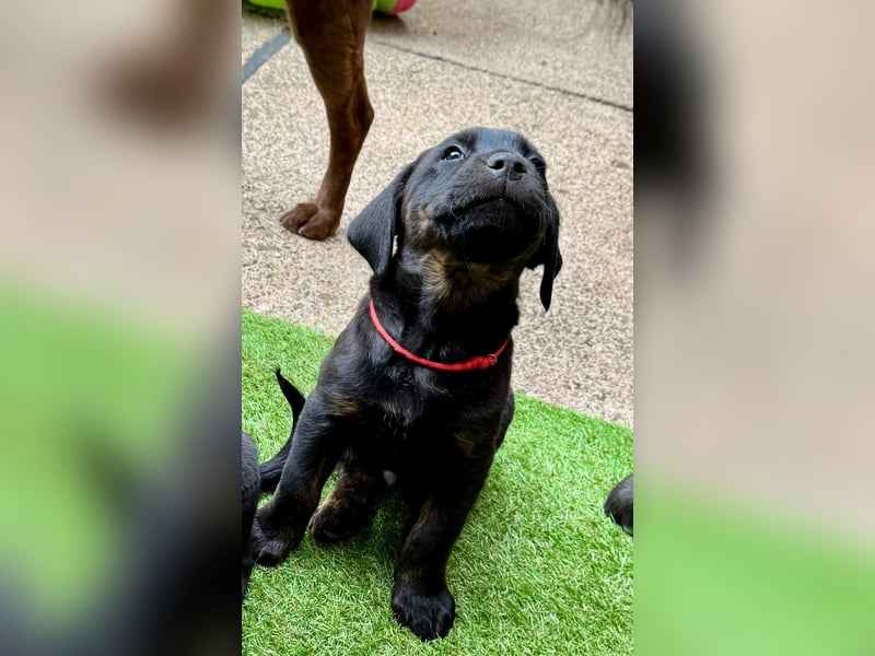 1 reinrassiger  süßer Labrador Welpe sucht noch sein zu Hause