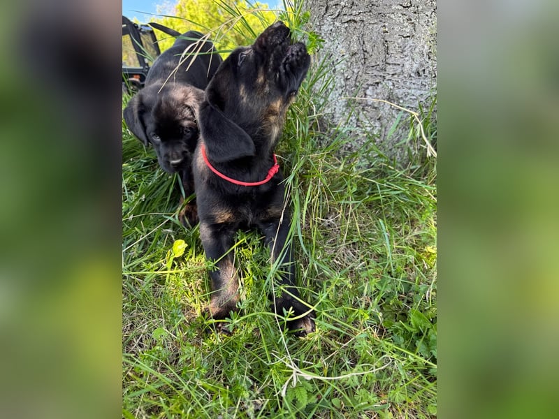 1 reinrassiger  süßer Labrador Welpe sucht noch sein zu Hause