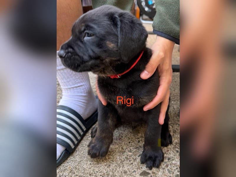 1 reinrassiger  süßer Labrador Welpe sucht noch sein zu Hause