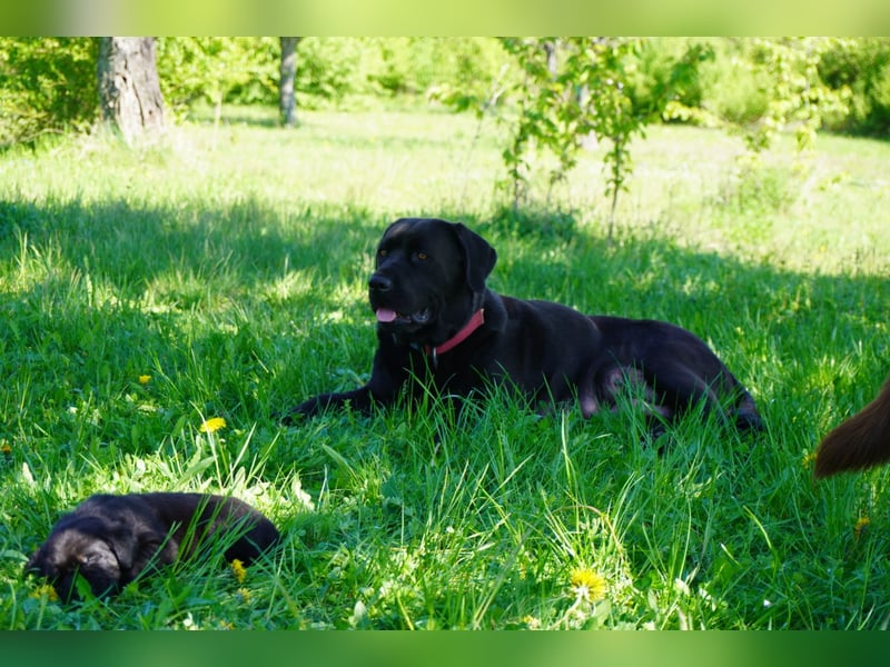 1 reinrassiger  süßer Labrador Welpe sucht noch sein zu Hause