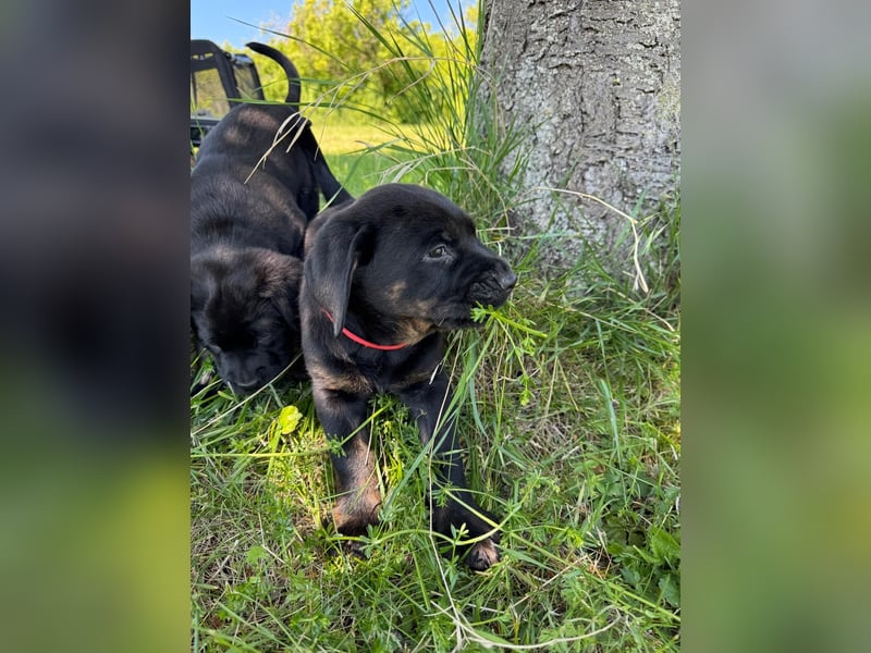 1 reinrassiger  süßer Labrador Welpe sucht noch sein zu Hause