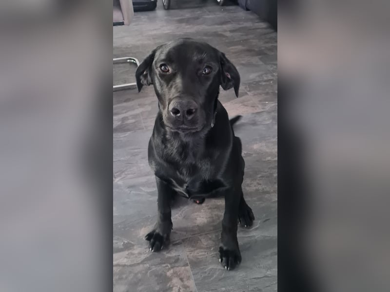 Ares sucht ein neues Zuhause