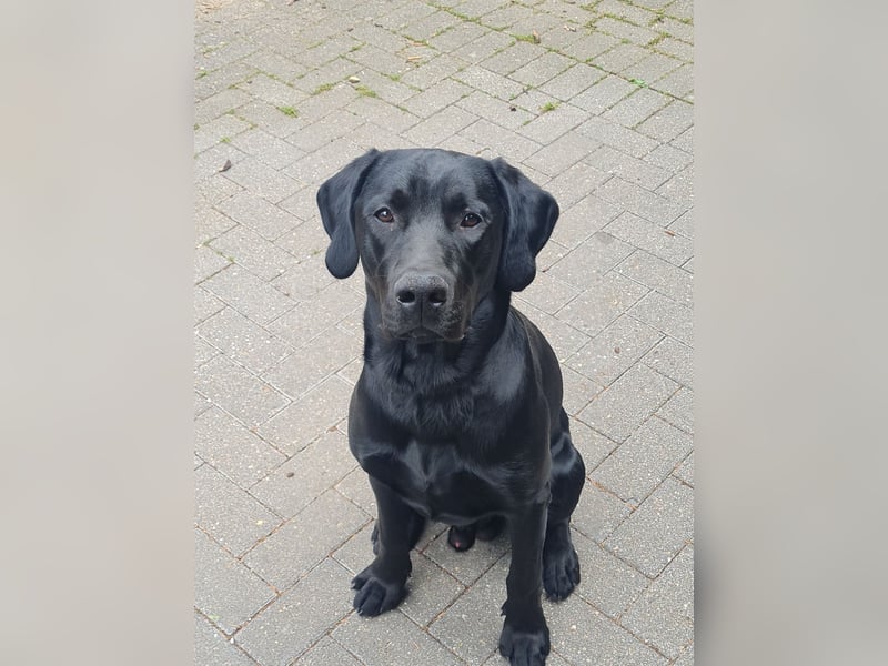 Ares sucht ein neues Zuhause