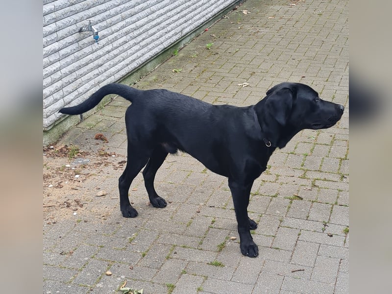 Ares sucht ein neues Zuhause