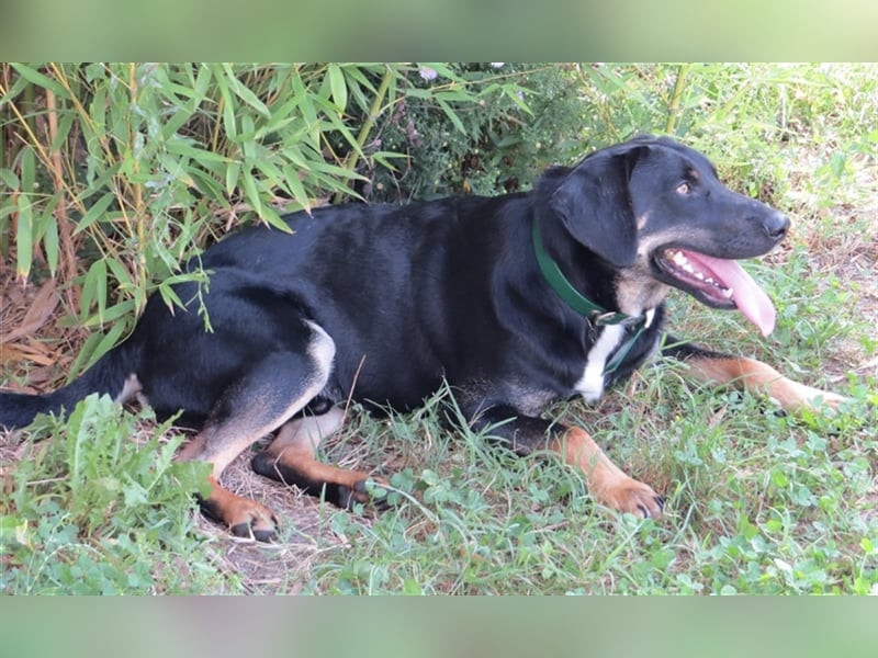 Olli ein Gutmütiger Labrador-Wesen