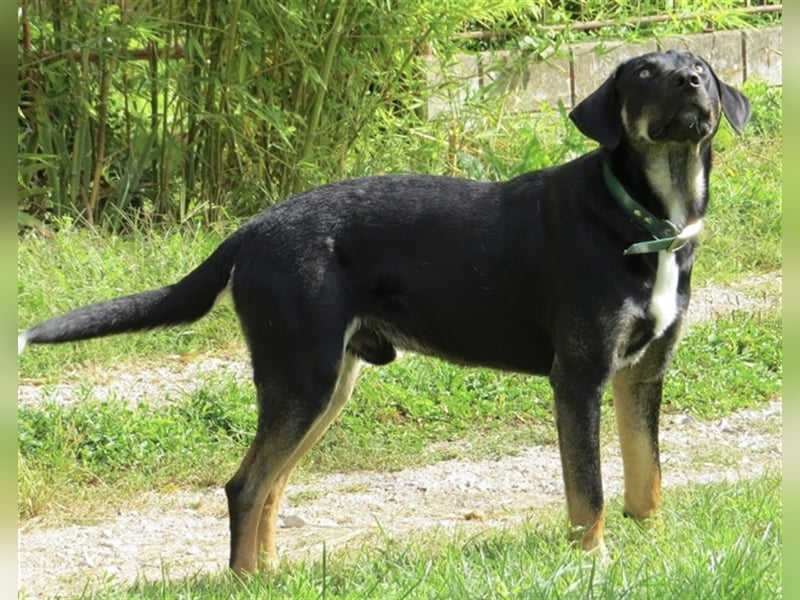 Olli ein Gutmütiger Labrador-Wesen