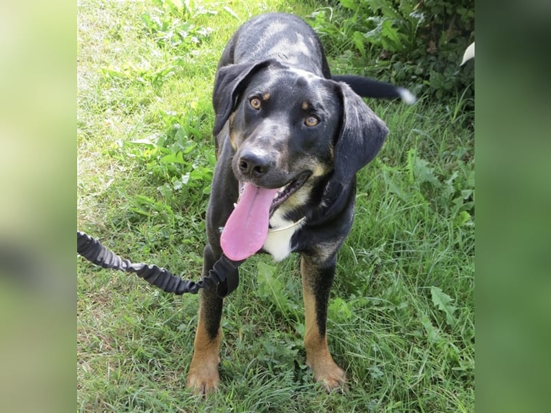 Olli ein Gutmütiger Labrador-Wesen