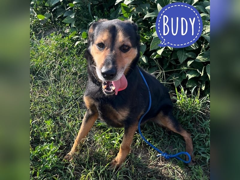 Bady eine Seele von Hund
