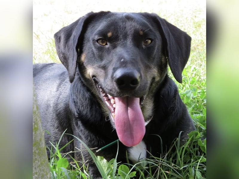 Olli ein Gutmütiger Labrador-Wesen