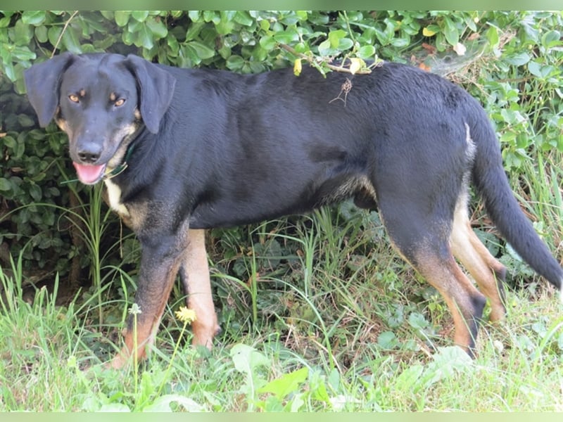 Olli ein Gutmütiger Labrador-Wesen