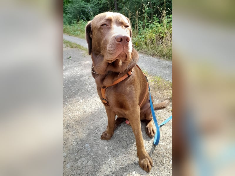 Junghund Choco Labrador sucht neues Zuhause