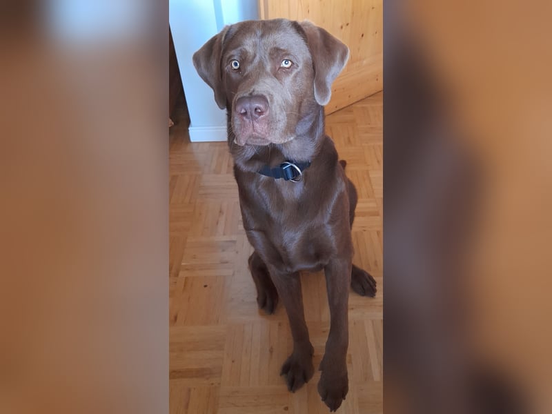 Junghund Choco Labrador sucht neues Zuhause