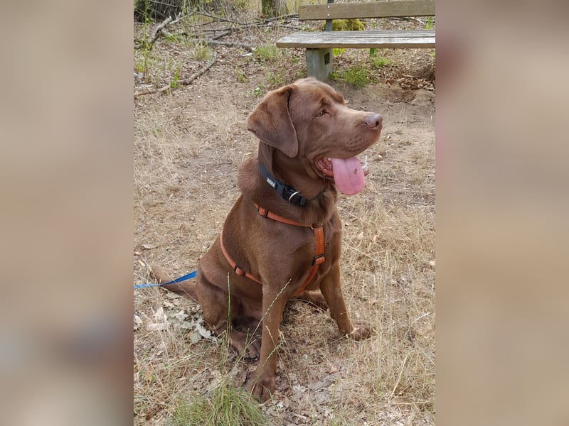 Junghund Choco Labrador sucht neues Zuhause