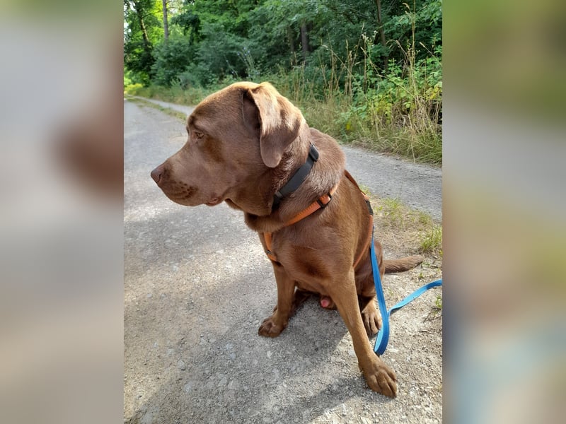 Junghund Choco Labrador sucht neues Zuhause