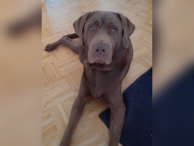 Junghund Choco Labrador sucht neues Zuhause