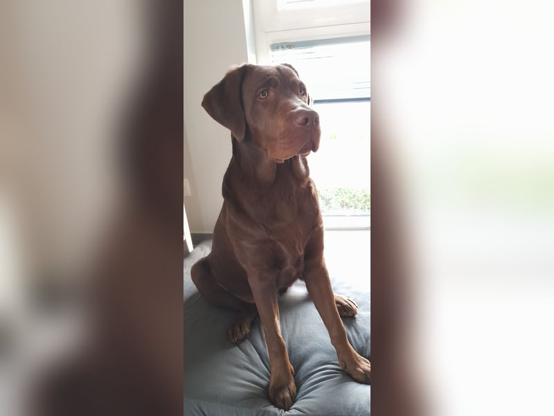 Junghund Choco Labrador sucht neues Zuhause