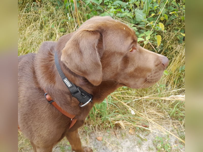 Junghund Choco Labrador sucht neues Zuhause