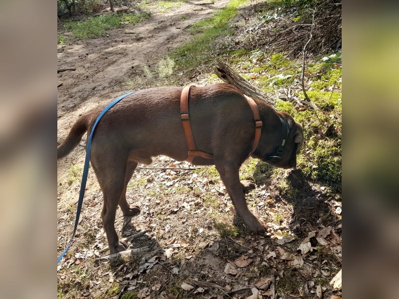 Junghund Choco Labrador sucht neues Zuhause