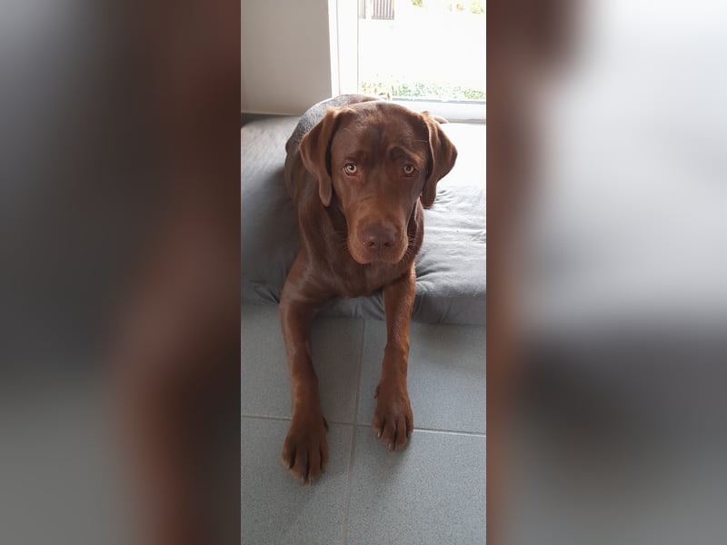 Junghund Choco Labrador sucht neues Zuhause