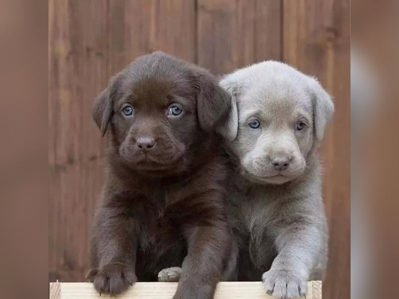 Labrador Welpen