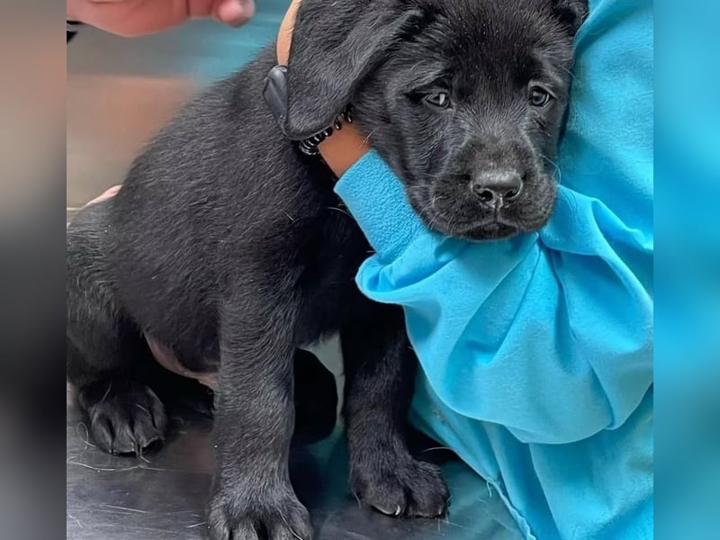 Labrador Welpen