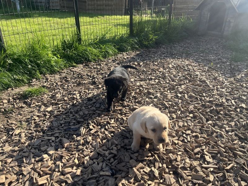 Labrador Welpen