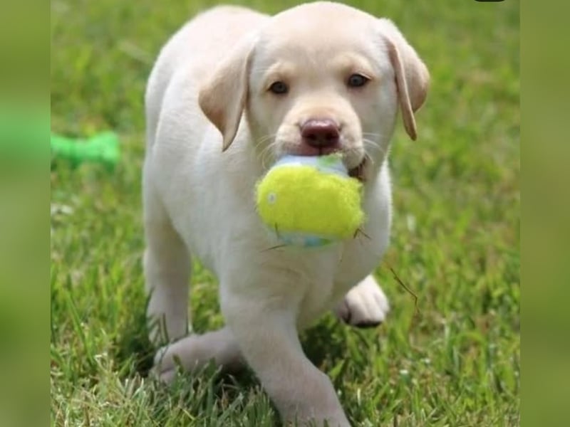 Labrador Welpen