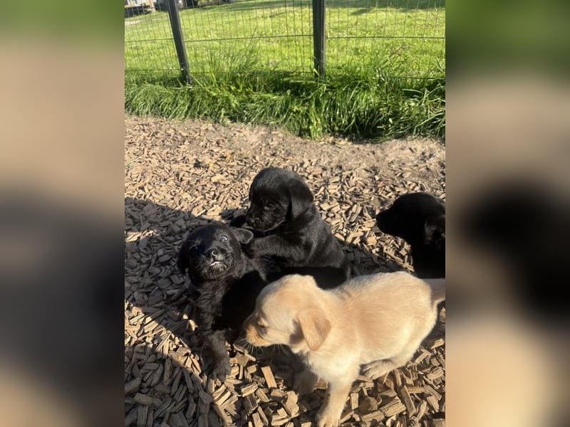 Labrador Welpen