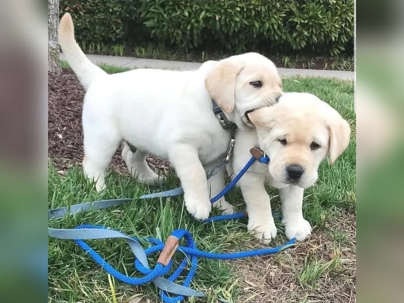 Labrador Welpen