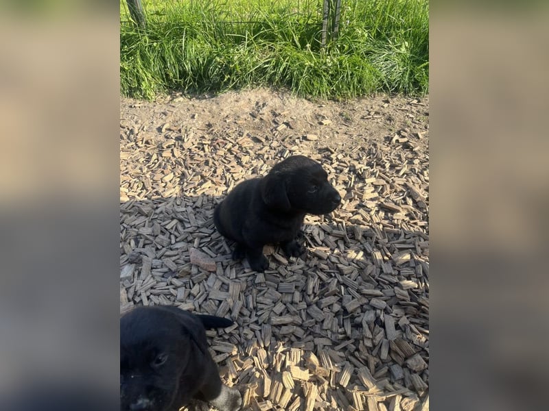 Labrador Welpen