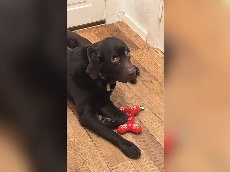 4 year old super friendly Labrador make