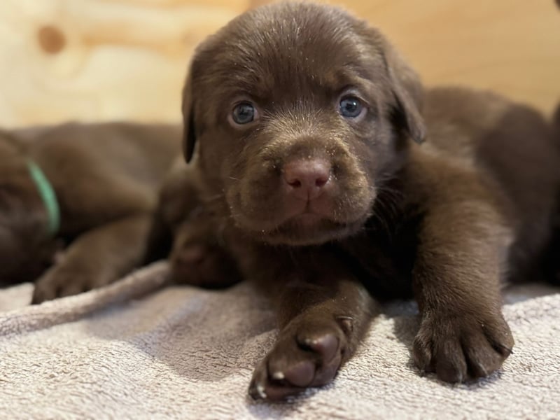 Labrador Welpen