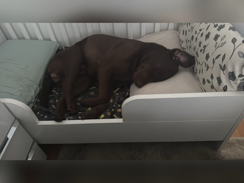 Schöner Labrador