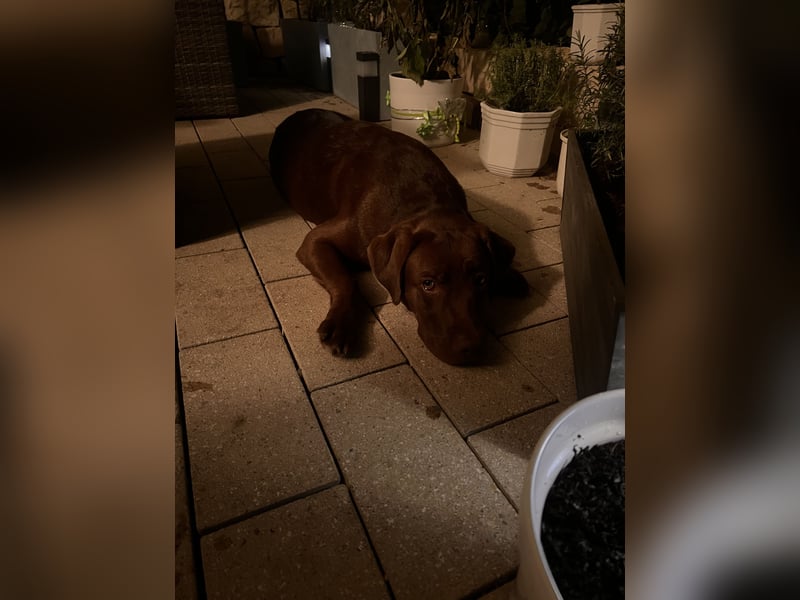 Schöner Labrador