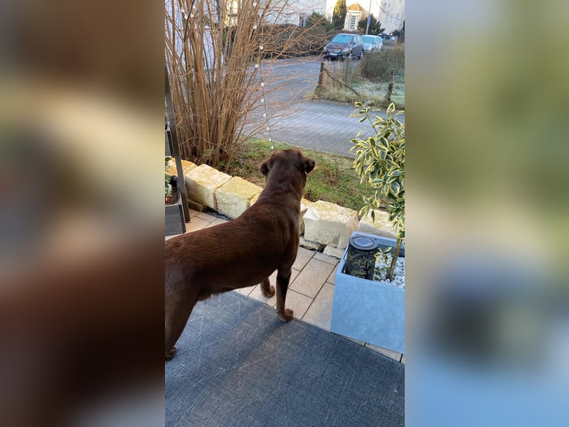 Schöner Labrador