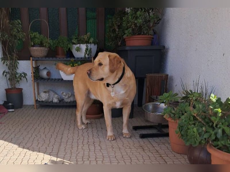Gor, Labrador Retriever Mischling