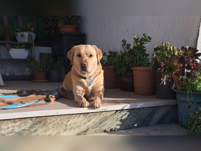 Gor, Labrador Retriever Mischling