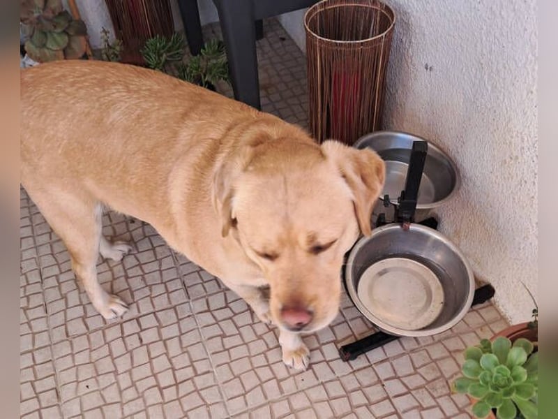 Gor, Labrador Retriever Mischling