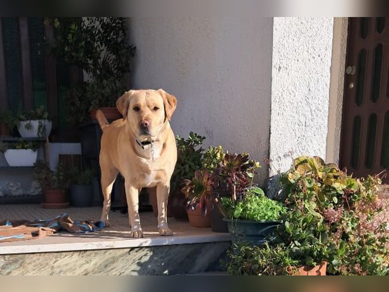 Gor, Labrador Retriever Mischling