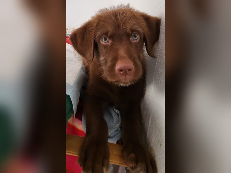 Süßer Winnie sucht Familie fürs Leben