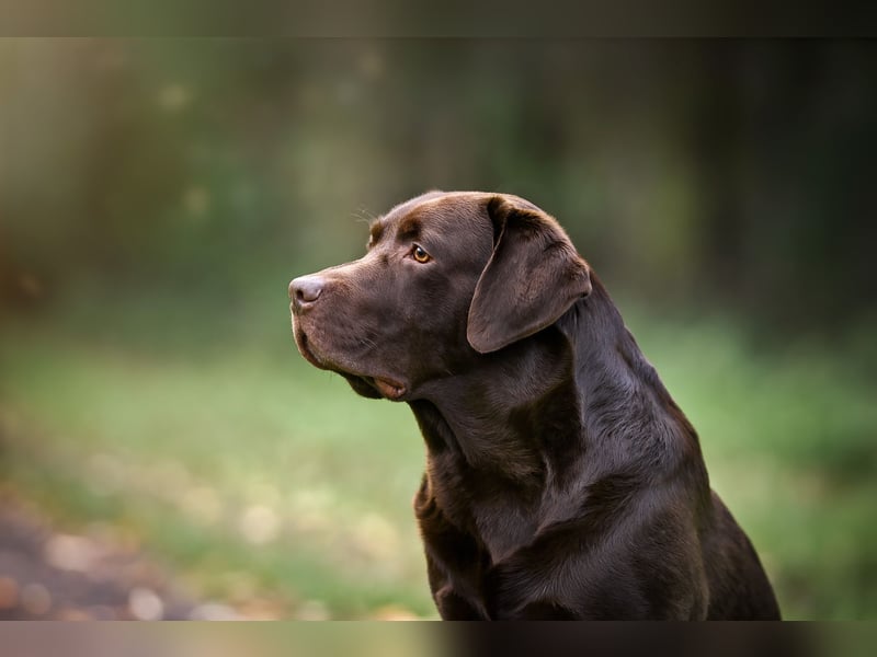 Brauner Labrador Deckrüde mit ZZL (Gelbträger) - Ruhrgebietssieger 2023
