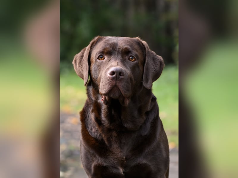 Brauner Labrador Deckrüde mit ZZL (Gelbträger) - Ruhrgebietssieger 2023