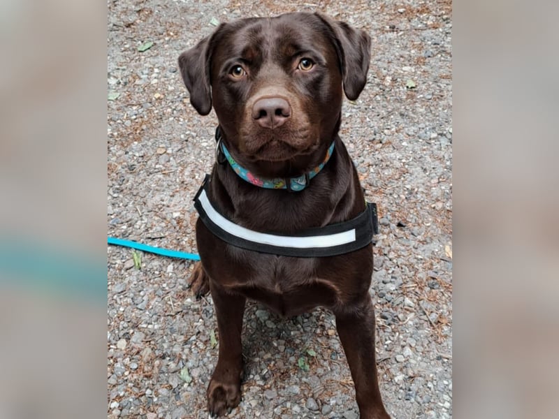 Labrador Rüde 3,5 Jahre mit Ahnentafel/Papiere sucht Zuhause