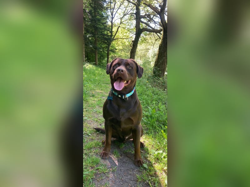 Labrador Rüde 3,5 Jahre mit Ahnentafel/Papiere sucht Zuhause