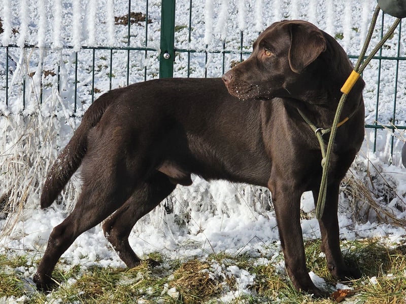 Labrador Deckrüde Braun
