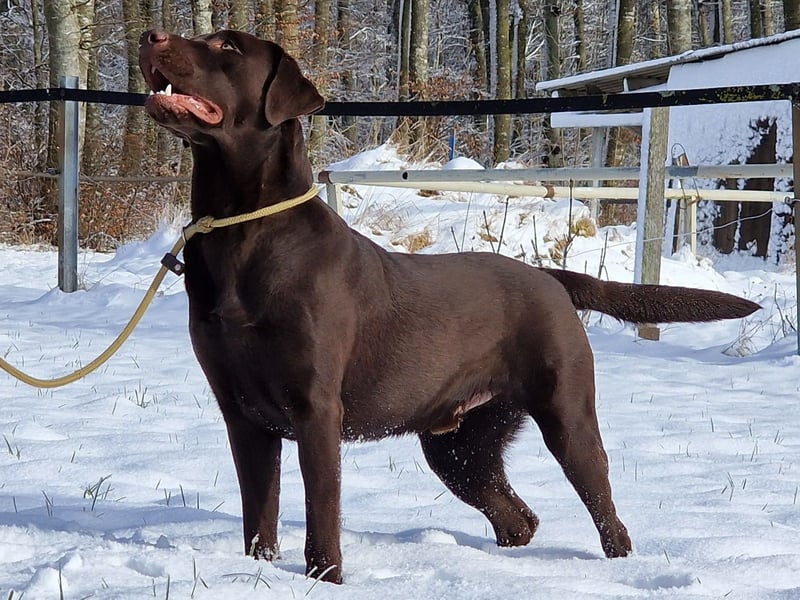 Labrador Deckrüde Braun