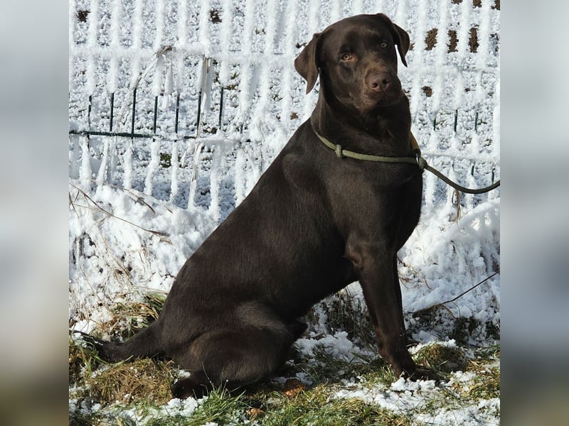 Labrador Deckrüde Braun