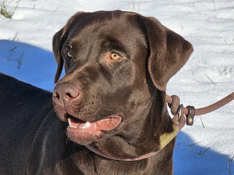 Labrador Deckrüde Braun