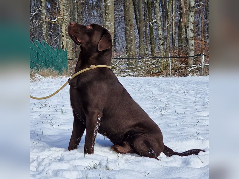 Labrador Deckrüde Braun