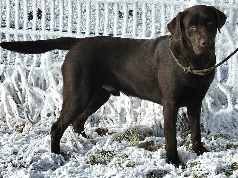 Labrador Deckrüde Braun